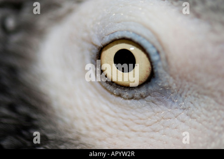 Una macro shot dell'occhio di un maschio di Congo pappagallo grigio africano, Psittacus erithacus. Foto Stock