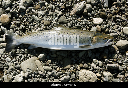 Trote appena pescate giacente sulla riva del fiume Foto Stock