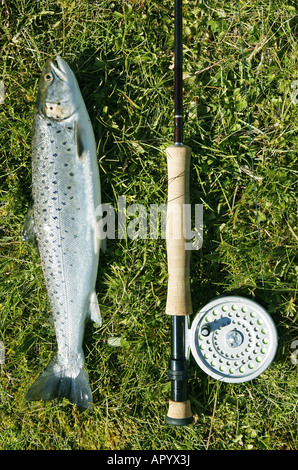 Trote appena pescate giacente sul greto del fiume con la canna da pesca Foto Stock