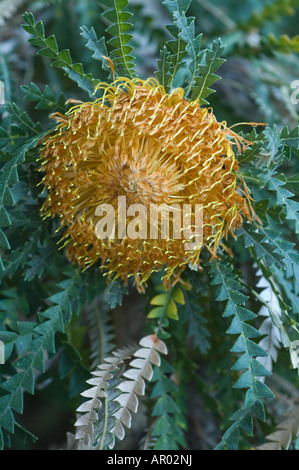 Appariscente Dryandra (Banksia formosa) di fiori e fogliame Stirling Gamma Western Australia Settembre Foto Stock