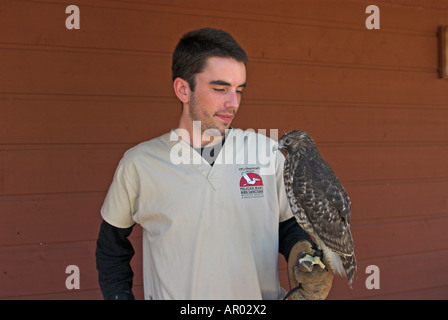 Volontario con red-hawk con spallamento (Buteo lineatus) nel Pelican uomo Bird Sanctuary, Sarasota, Florida, Stati Uniti d'America Foto Stock