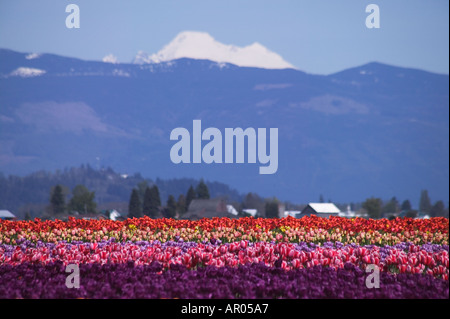 Campo di tulipani di primavera che fiorisce con Mount Baker in background vicino a Mt Vernon Washington in Skagit Valley NEGLI STATI UNITI Foto Stock