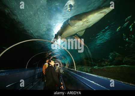 Shark in Aquarium di Sydney Darling Harbour, Sydney, Porto di Sydney, Nuovo Galles del Sud, Australia Foto Stock