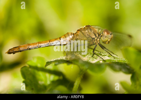 Ruddy darter (Sympetrum sanguineum) femmina Foto Stock