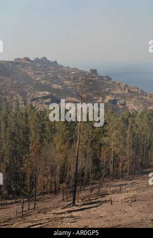 Il 13 agosto 2006 gli incendi forestali in Galizia a nord ovest della Spagna Foto Stock