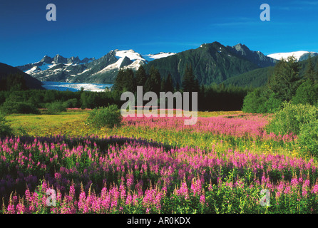 Campo di Fireweed vicino Mendenhall Glacier SE Alaska estate scenic w/&w/o persone Foto Stock