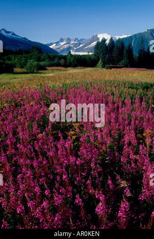 Fireweed & Montagna w/ Mendenhall Glacier in Bkgrnd Foto Stock