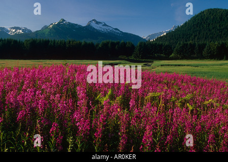 Fireweed & Montagna w/ Mendenhall Glacier in Bkgrnd Foto Stock