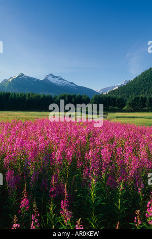 Fireweed & Montagna w/ Mendenhall Glacier in Bkgrnd Foto Stock