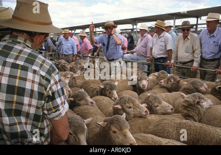 Bendigo vendite di pecora, uomini in estate camicie e cappelli offerte per pecora ad asta di pecora in Bendigo, Victoria, Australien Foto Stock