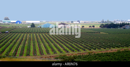 Agricoltura Albert Canada Foto Stock