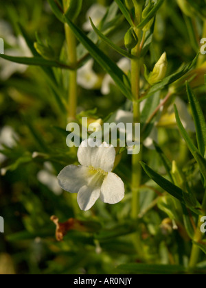 Hedge issopo (gratiola officinalis) Foto Stock