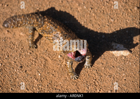 Uno blue tongue lucertola o tozza-coda mostra i suoi blue tongue, Australia Foto Stock