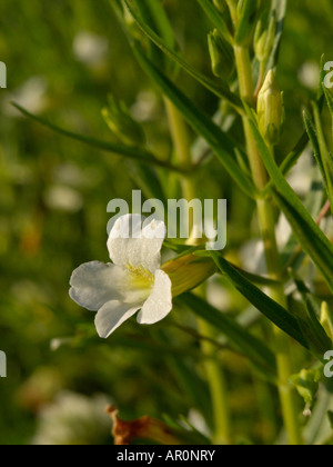 Hedge issopo (gratiola officinalis) Foto Stock