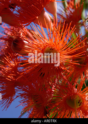 Fioritura rossa gomma (corymbia ficifolia syn. Eucaliptus ficifolia) Foto Stock