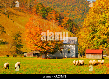 Pecore e Chiesa, Highland County, Shenandoah Valley, Virginia, Stati Uniti d'America Foto Stock