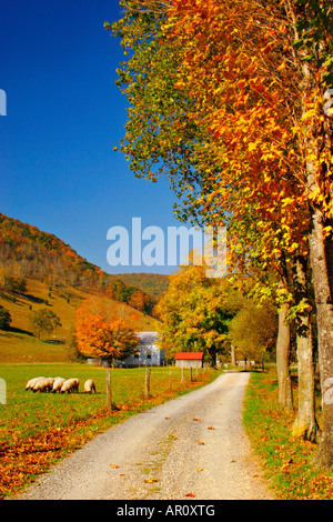 Pecore e Chiesa, Highland County, Shenandoah Valley, Virginia, Stati Uniti d'America Foto Stock