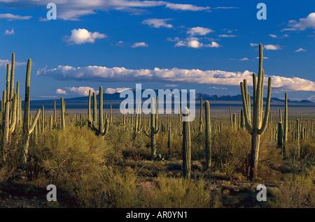 Cactus Saguaro, del Deserto di Sonora, Saguaro National Monument, Arizona, Stati Uniti d'America Foto Stock