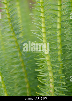 Comune di mare coda (hippuris vulgaris) Foto Stock