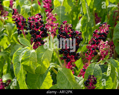 American pokeweed (phytolacca americana) Foto Stock