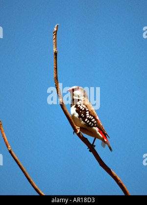 Diamond firetail Stagonopleura guttata Foto Stock