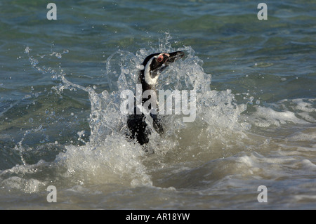 Magellanic Penguin Spheniscus magellanicus nuova isola Isole Falkland schizzi in acqua Foto Stock