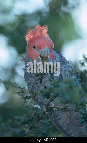 Maschio di gang cockatoo Callocephalon fimbriatum Blue Mountains Nuovo Galles del Sud Australia Foto Stock