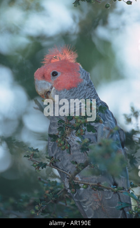 Maschio di gang cockatoo Callocephalon fimbriatum Blue Mountains Nuovo Galles del Sud Australia Foto Stock