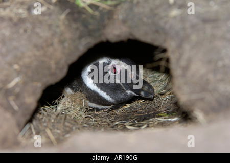 Magellanic Penguin Spheniscus magellanicus il peering fuori da burrow nuova isola Isole Falkland Foto Stock