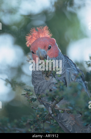 Maschio di gang cockatoo Callocephalon fimbriatum Blue Mountains Nuovo Galles del Sud Australia Foto Stock