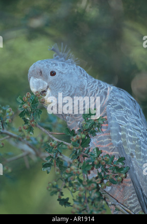 Femmina gang cockatoo Callocephalon fimbriatum Blue Mountains Nuovo Galles del Sud Australia Foto Stock