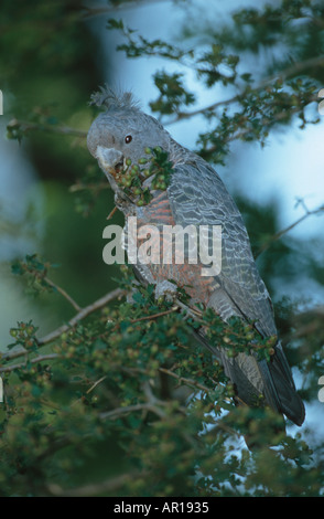 Femmina gang cockatoo Callocephalon fimbriatum Blue Mountains Nuovo Galles del Sud Australia Foto Stock