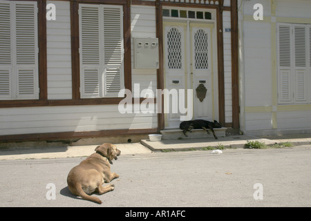 Cane randagio che dorme all'ingresso di una vecchia casa in Turchia Foto Stock