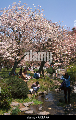 Fiore di Ciliegio celebrazione, Ninna-ji Tempel, Imperial Palace Park, Kyoto, Giappone, Asia Foto Stock
