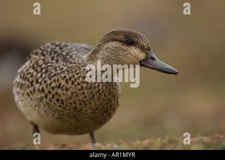 Alzavola Anas crecca sulla terra Foto Stock