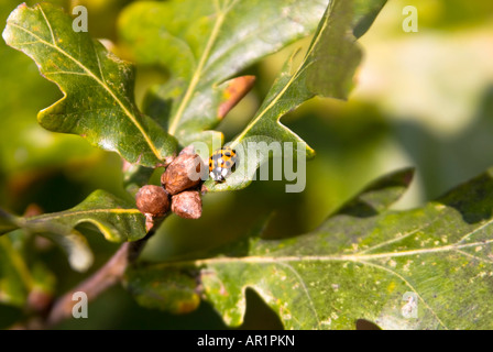 Chiudere orizzontale di un rosso e nero spotted coccinella, ladybug o lady beetle tra le foglie di un enorme coppia quercia. Foto Stock