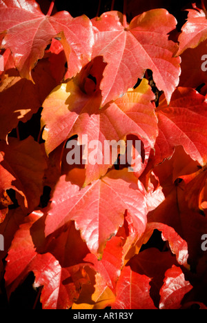 Verticale di chiusura del bright foglie rosse del Boston Ivy plant [Parthenocissus tricuspidata] sotto il sole Foto Stock