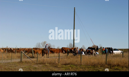 CATTLE DRIVE Foto Stock