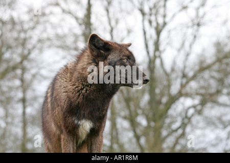 Lupo Canis lupus, Beenham conservazione fiducia la lettura Foto Stock