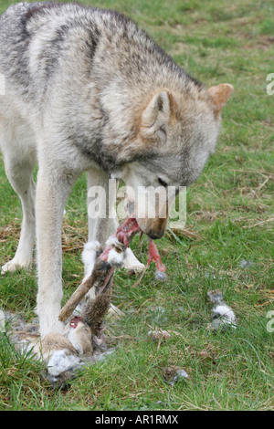 Lupo grigio avanzamento sul coniglio. Conservazione Beenham fiducia Foto Stock