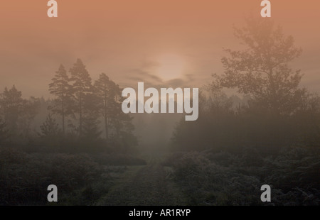 Alberi nel New Forest National Park, Hampshire, Regno Unito, in una fredda mattina inverno misty Foto Stock