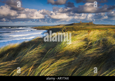 Ventoso grassy dune di sabbia vicino al castello di Dunstanburgh, Northumberland Foto Stock