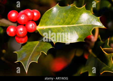 Chiudere orizzontale di bright bacche rosse su un europeo Holly bush [Ilex aquifolium] Foto Stock