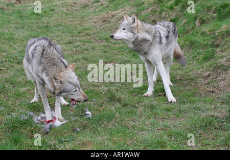 Lupi grigi mangiare coniglio alla lettura Beenham Foto Stock