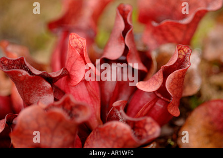 Comune di pianta brocca sarracenia purpurea ssp venosa sarraceniaceae Foto Stock