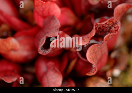 Comune di pianta brocca sarracenia purpurea ssp venosa sarraceniaceae Foto Stock