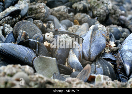 Blu marino le Cozze Mytilus edulis Foto Stock