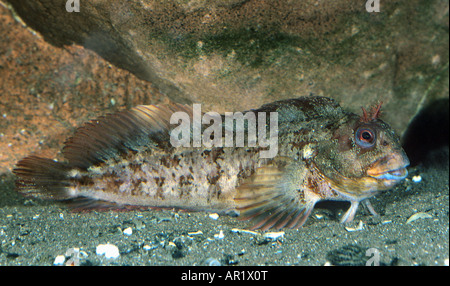 Butterfly bavose / Blennius ocellaris Foto Stock