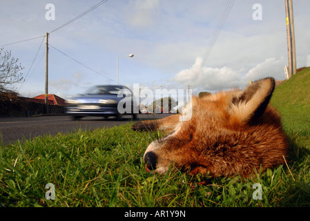 Fox morto su una strada, Gran Bretagna, Regno Unito Foto Stock