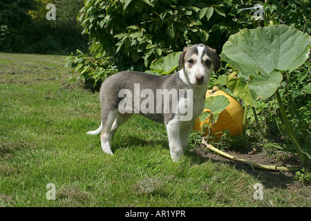 Chart Polski cucciolo - in piedi sul prato Foto Stock